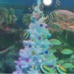 У рыбок тоже праздник. Подводную елку установили в петербургском океанариуме