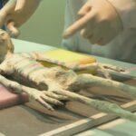 Эксперты: найденные в Перу "мумии пришельцев" сделаны из останков людей и животных