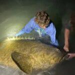 Рыбу весом 113 килограммов поймал 17-летний парень