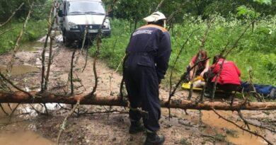 Опасные падения деревьев. Из-за непогоды сосна рухнула на девочку во время занятий верховой ездой