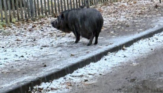 Фото: Телеграм-канал 