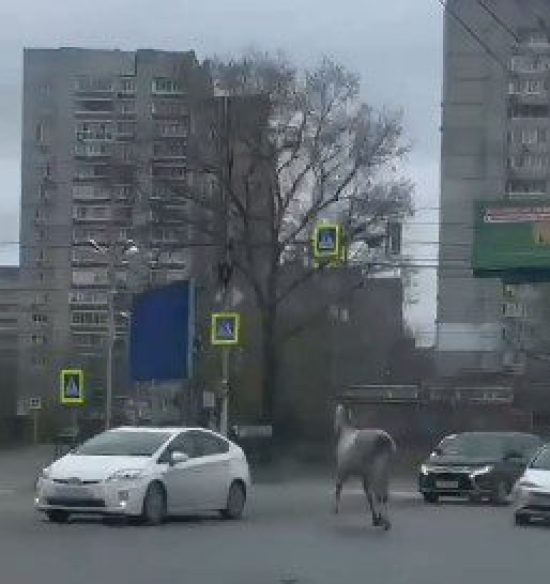 Фото: Телеграм-канал депутата Мосгордумы Светланы Акуловой
