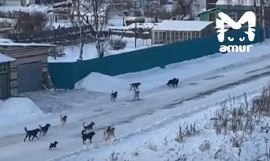 Фото: Телеграм-канал Amur Mash